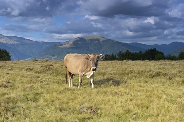 Vacas cárpatas — Fotografia de Stock