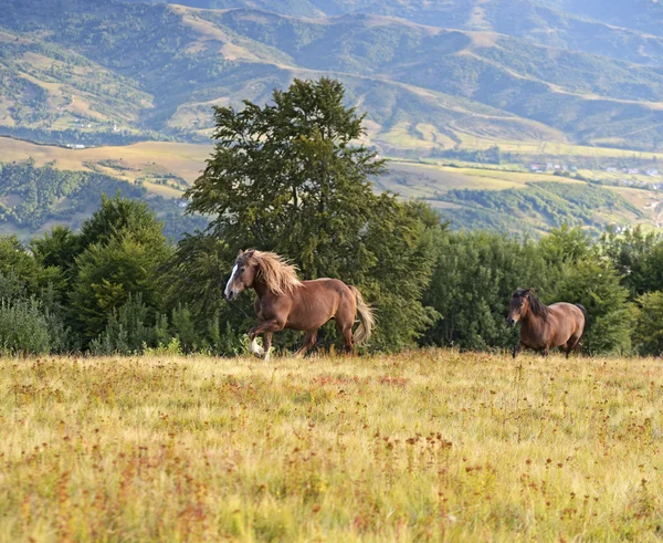 Cavalo — Fotografia de Stock