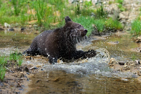 Braunbär — Stockfoto