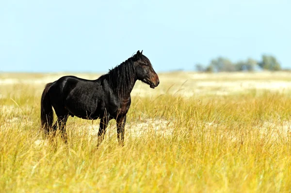 Hästar i södra stäpperna — Stockfoto