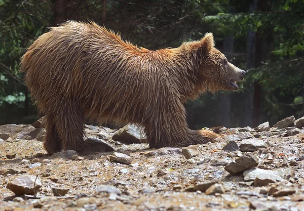 Bruine beren in de Karpaten. — Stockfoto