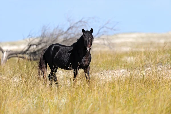 Horses in the southern steppes — Stock Photo, Image