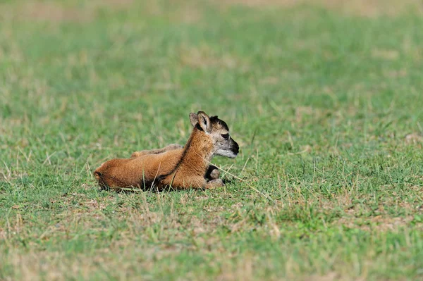 Mouflon dans les plaines du sud — Photo