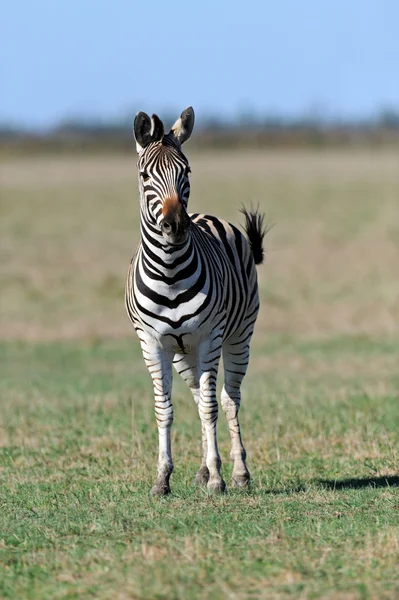 Zebra in the southern steppes — Stock Photo, Image