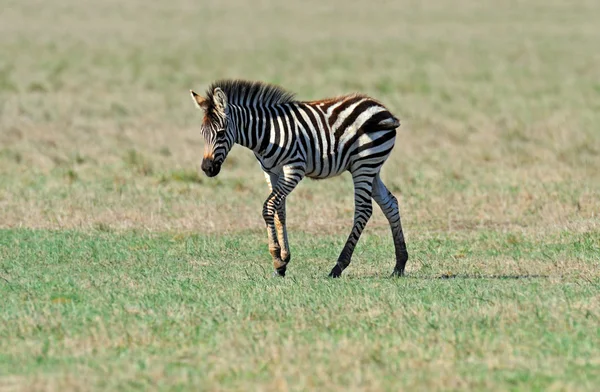 Zebra in the southern steppes — Stock Photo, Image