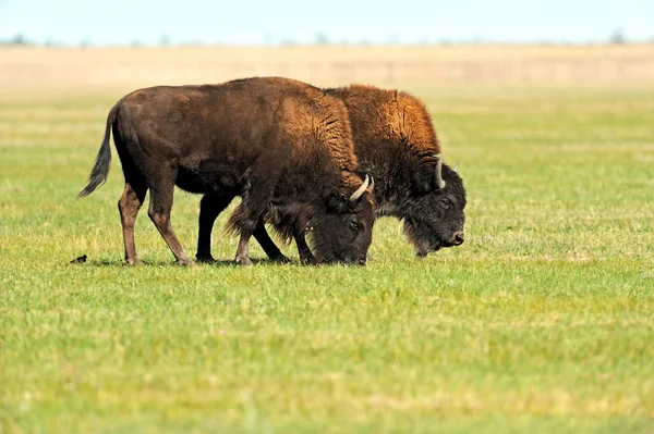 Bison στα νότια Πεδινά μέρη — Φωτογραφία Αρχείου