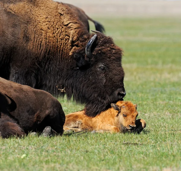 Bison στα νότια Πεδινά μέρη — Φωτογραφία Αρχείου