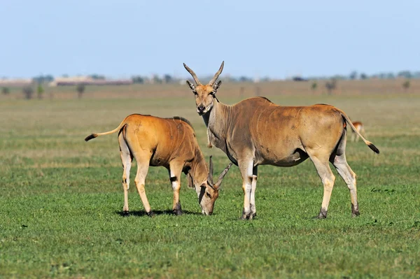 Antelope in de zuidelijke steppen — Stockfoto
