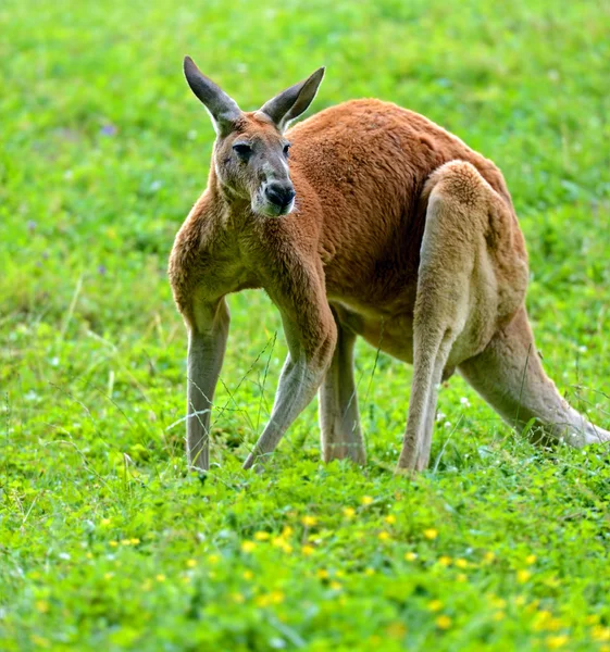 Känguru — Stockfoto