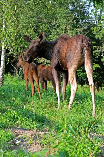 Doğada Elk — Stok fotoğraf