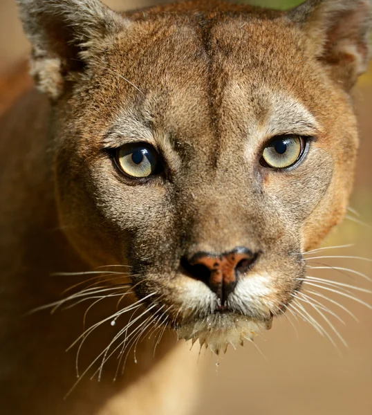 Puma. — Foto de Stock