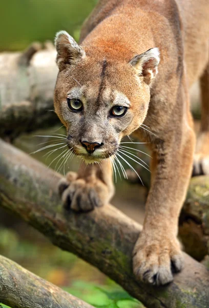 Puma. — Fotografia de Stock