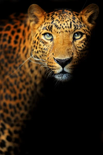 LEOPARD AMUR — Zdjęcie stockowe