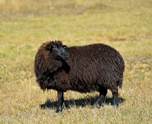 Las ovejas pastan en un pasto en las montañas — Foto de Stock