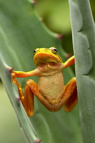 Зелена деревна жаба на гіллі. — стокове фото