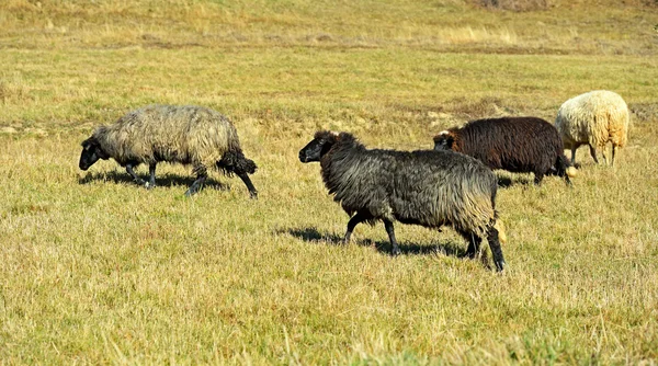 Schapen grazen in een weiland in de bergen — Stockfoto