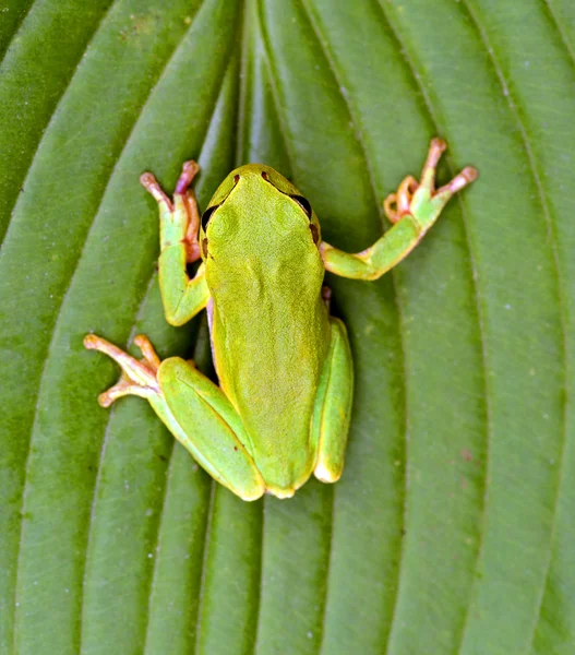 Green tree frog on a branch — Stock Photo, Image