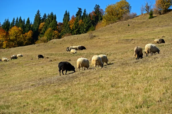 Πρόβατα που βόσκουν σε ένα λιβάδι στα βουνά — Φωτογραφία Αρχείου