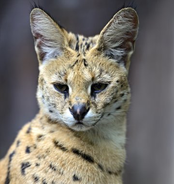 serval doğa portresi