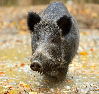 sonbahar ormanında yaban domuzu