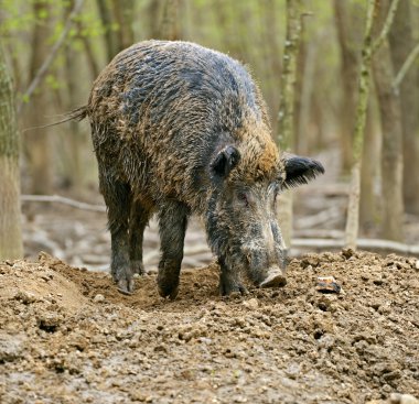 sonbahar ormanında yaban domuzu