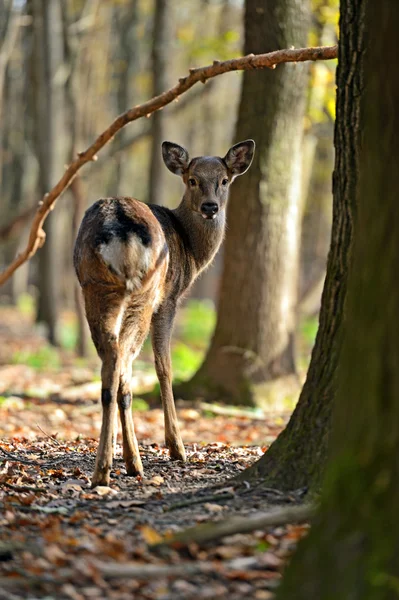 Gefleckter Hirsch — Stockfoto