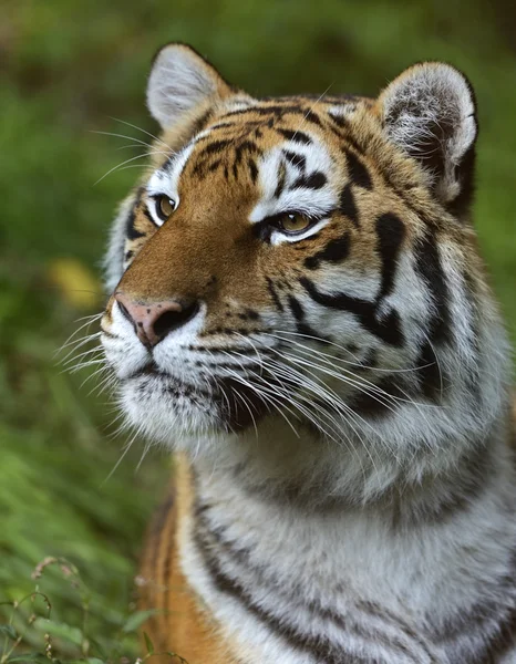 Porträtt av en tiger — Stockfoto