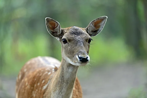 Gevlekte dee — Stockfoto