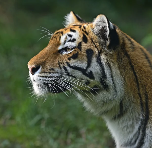Porträtt av en tiger — Stockfoto