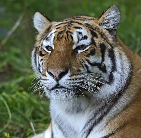 Huden amur tiger — Stockfoto