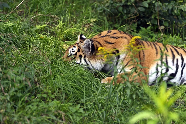 Porträtt av tiger — Stockfoto