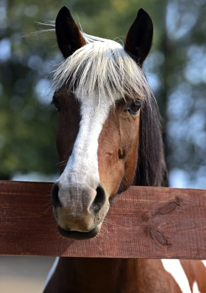 Caballo — Foto de Stock