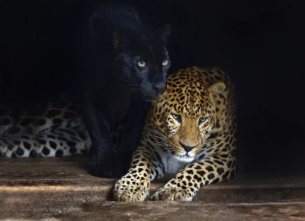 Amur-Leopard — Stockfoto