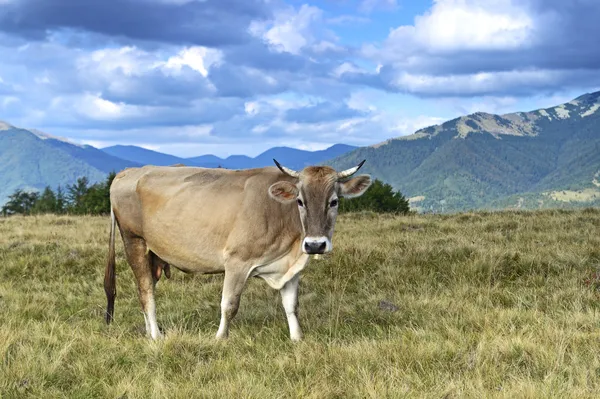 Karpatische koe — Stockfoto