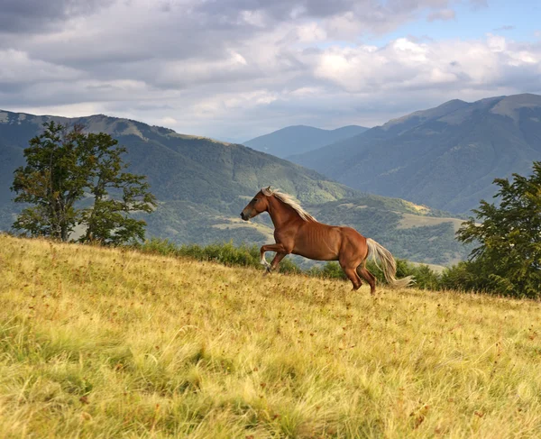 Paard — Stockfoto