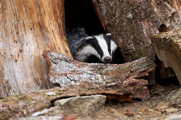 Badger — Stock Photo, Image