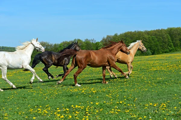 Pferd — Stockfoto