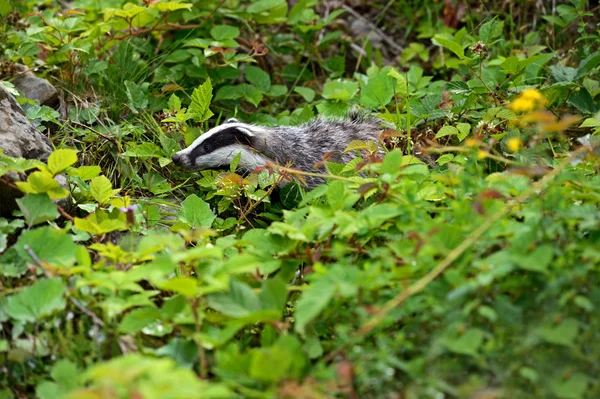 Badger — Stock Photo, Image