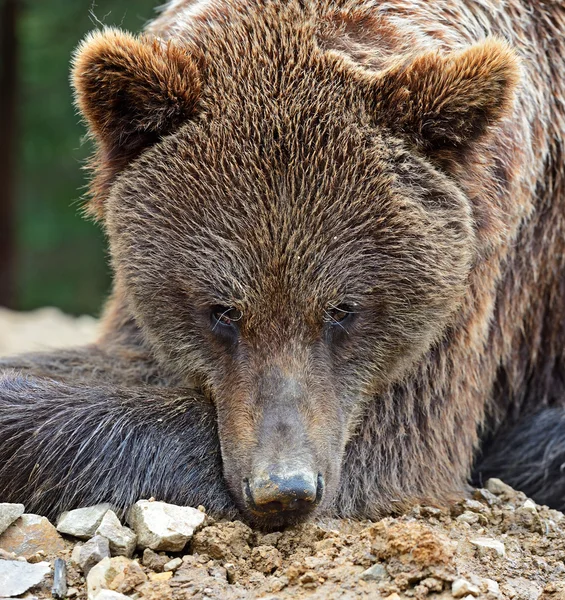 Les ours bruns dans les Carpates . — Photo