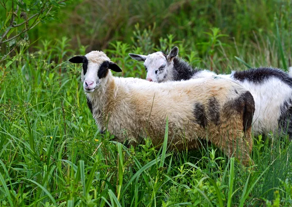 Pecore pascolano in un pascolo in montagna — Foto Stock