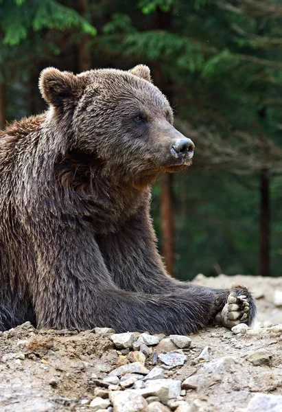 Bruine beren in de Karpaten. — Stockfoto