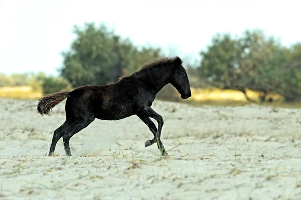 Cavalli nelle steppe meridionali — Foto Stock