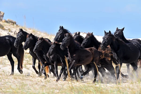 Pferde in der südlichen Steppe — Stockfoto