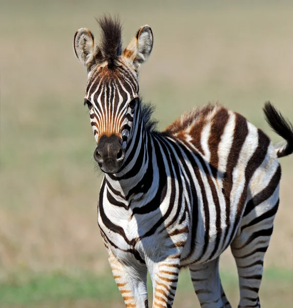 Zebra in de zuidelijke steppen — Stockfoto