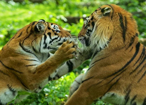 Retrato de tigre — Fotografia de Stock