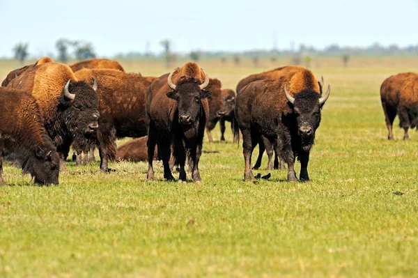 Bison in the southern plains — Stock Photo, Image