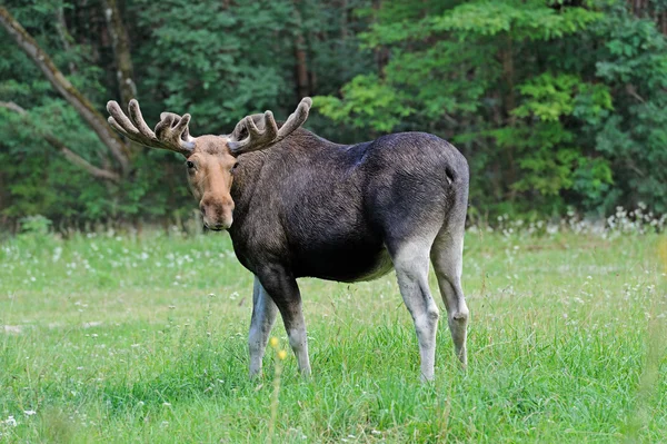 Elk v přírodě — Stock fotografie