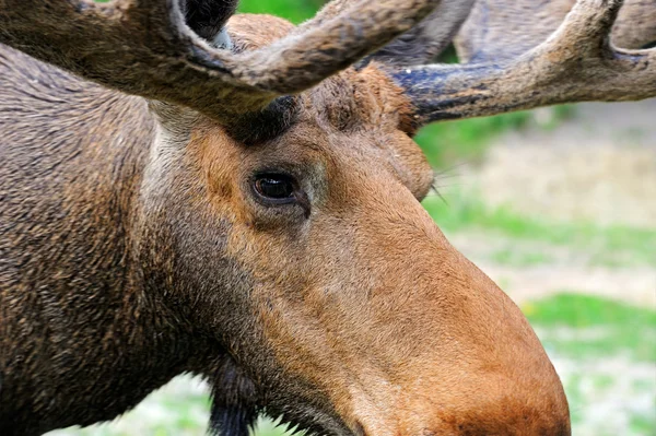 Doğada Elk — Stok fotoğraf