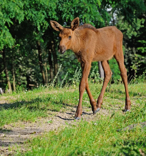 Doğada Elk — Stok fotoğraf