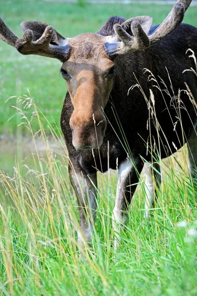 Doğada Elk — Stok fotoğraf